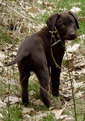 Foto von einem im Wald stehenden braunen Labradorwelpe der einen anschaut