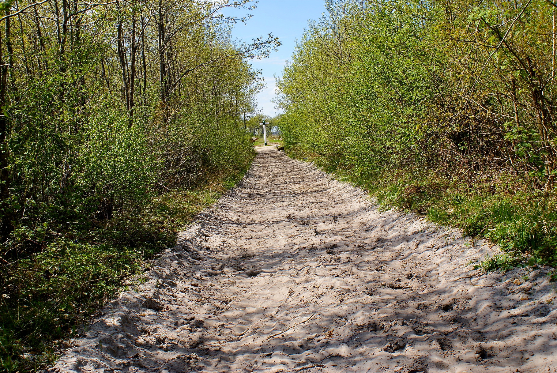 Chevreuil, Série sans Titre, Forêt d’Ermenonville, A. Figgis 2013