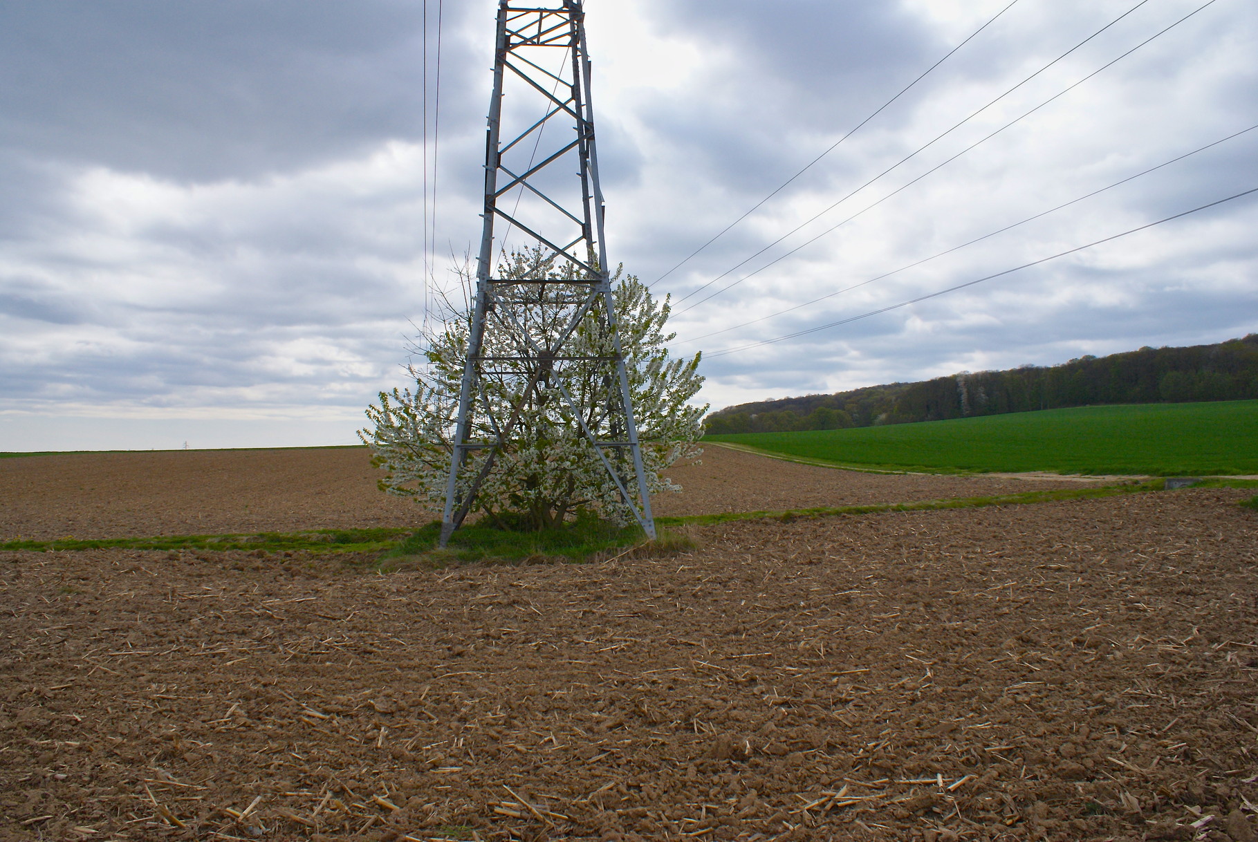Cerisier en fleurs, Série insolite, Jouy-le-Moutier, A. Figgis 2013