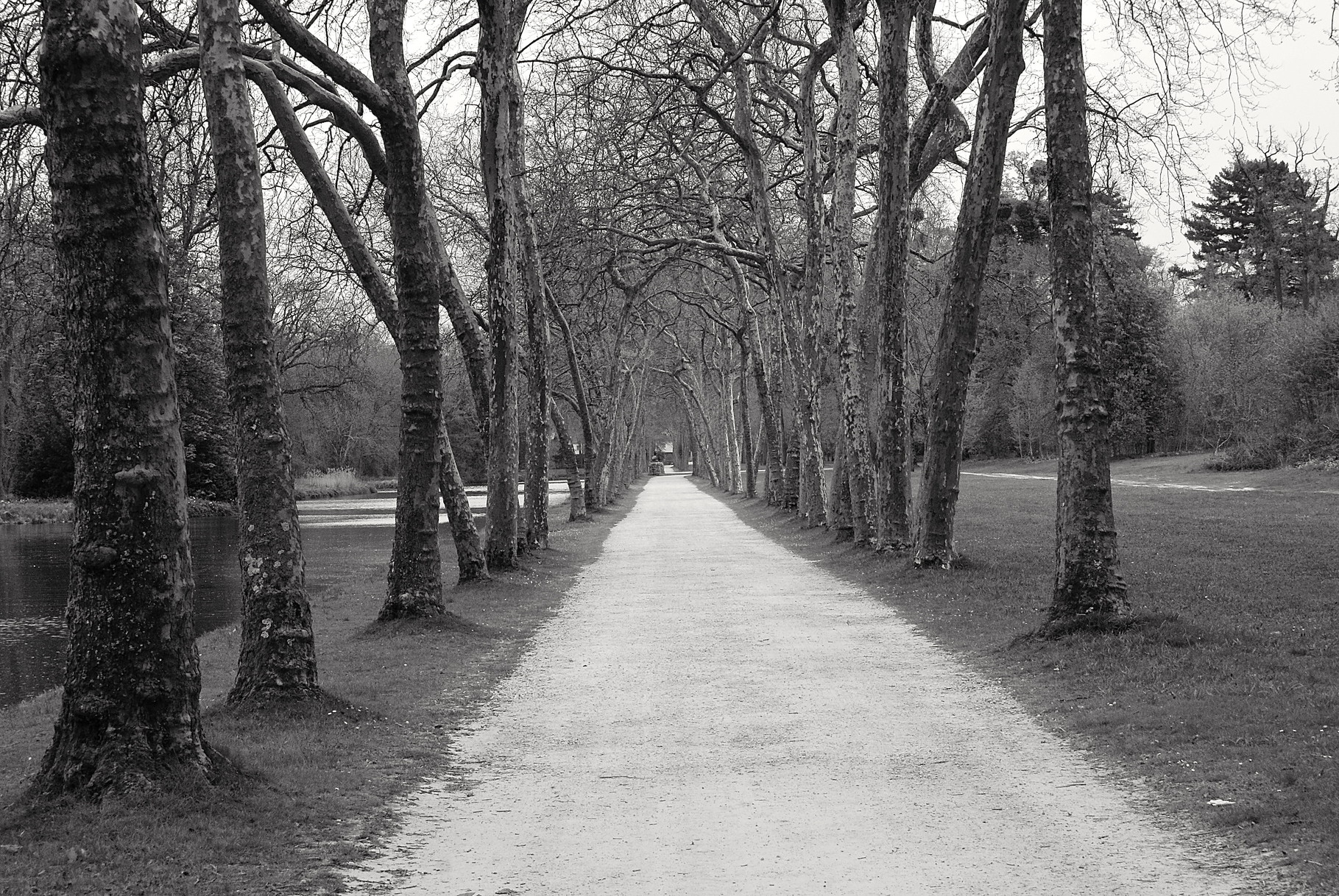 Allée de platanes, Série Monuments, Rambouillet Bergerie Nationale, A. Figgis 2013