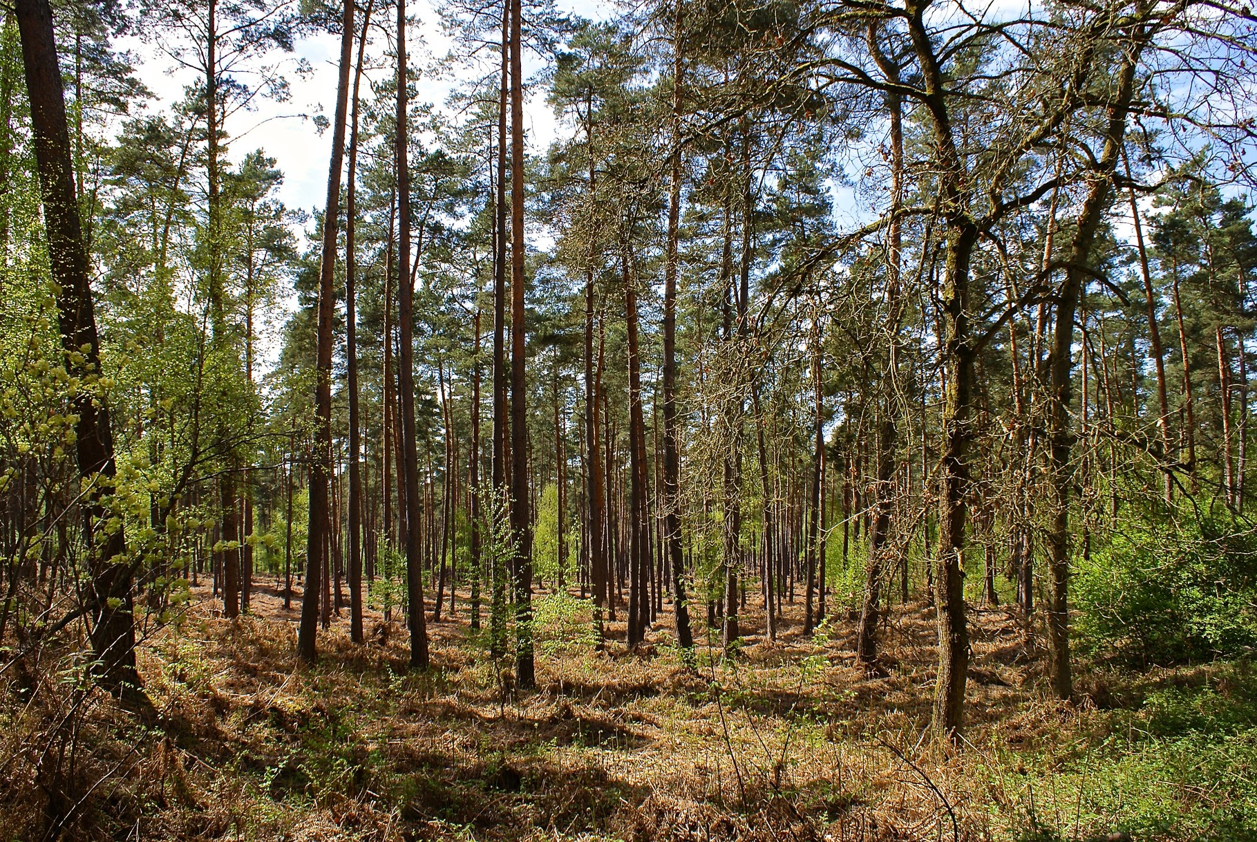 Essences, Série Sans Titre, Ermenonville,  A. Figgis 2013 