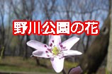野川公園の花