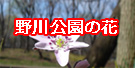 野川公園の花