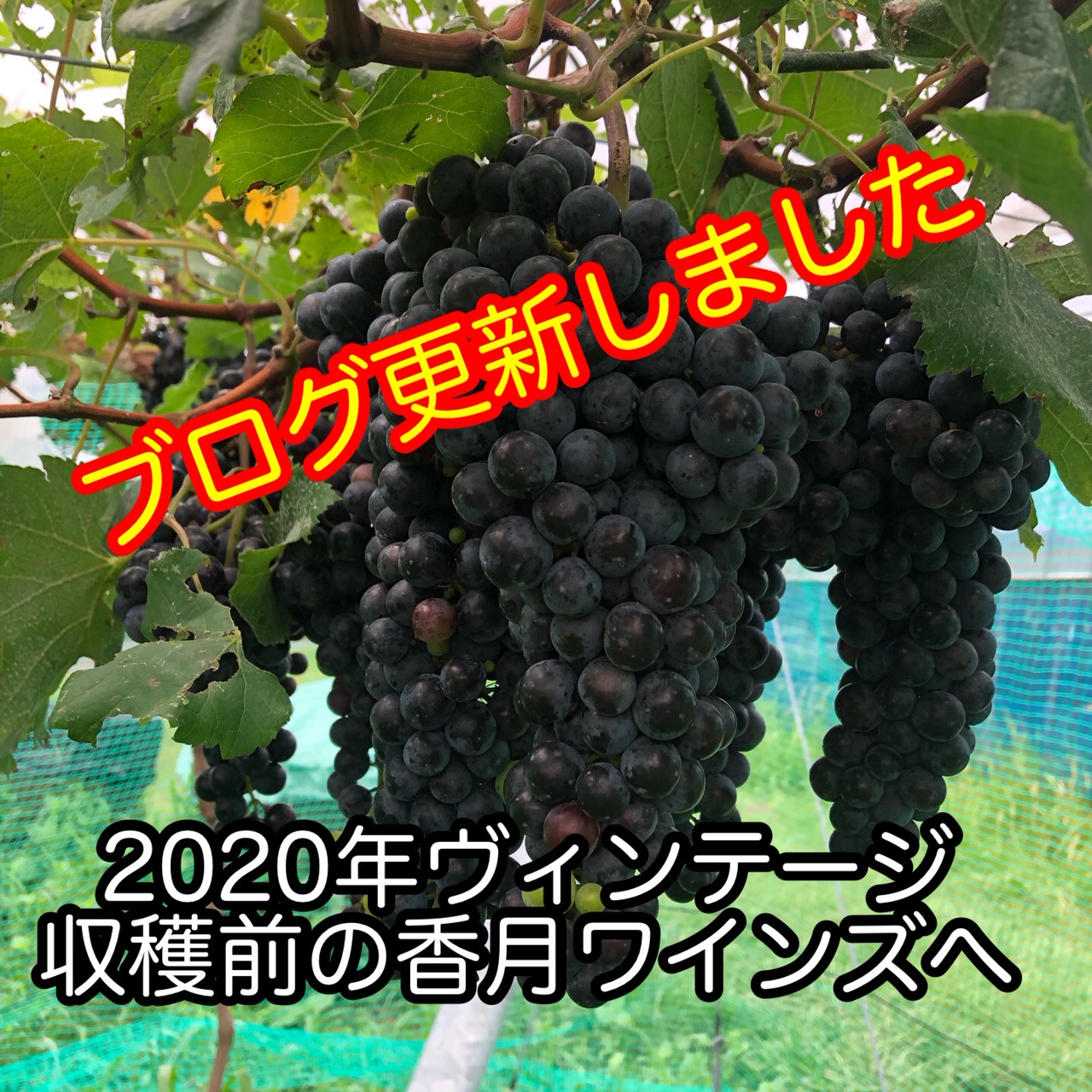 2020年８月　2020年ヴィンテージ収穫直前の香月ワインズへ