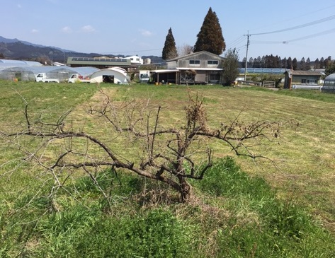 ワイナリー建設予定地