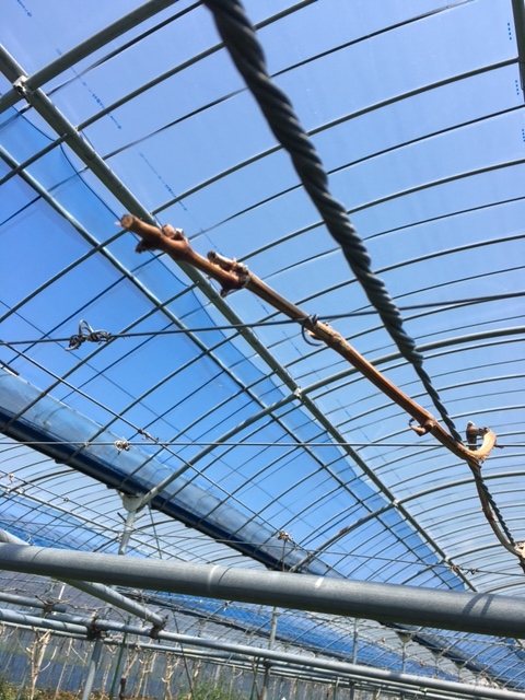 まだ芽吹いてないレギンヌの枝