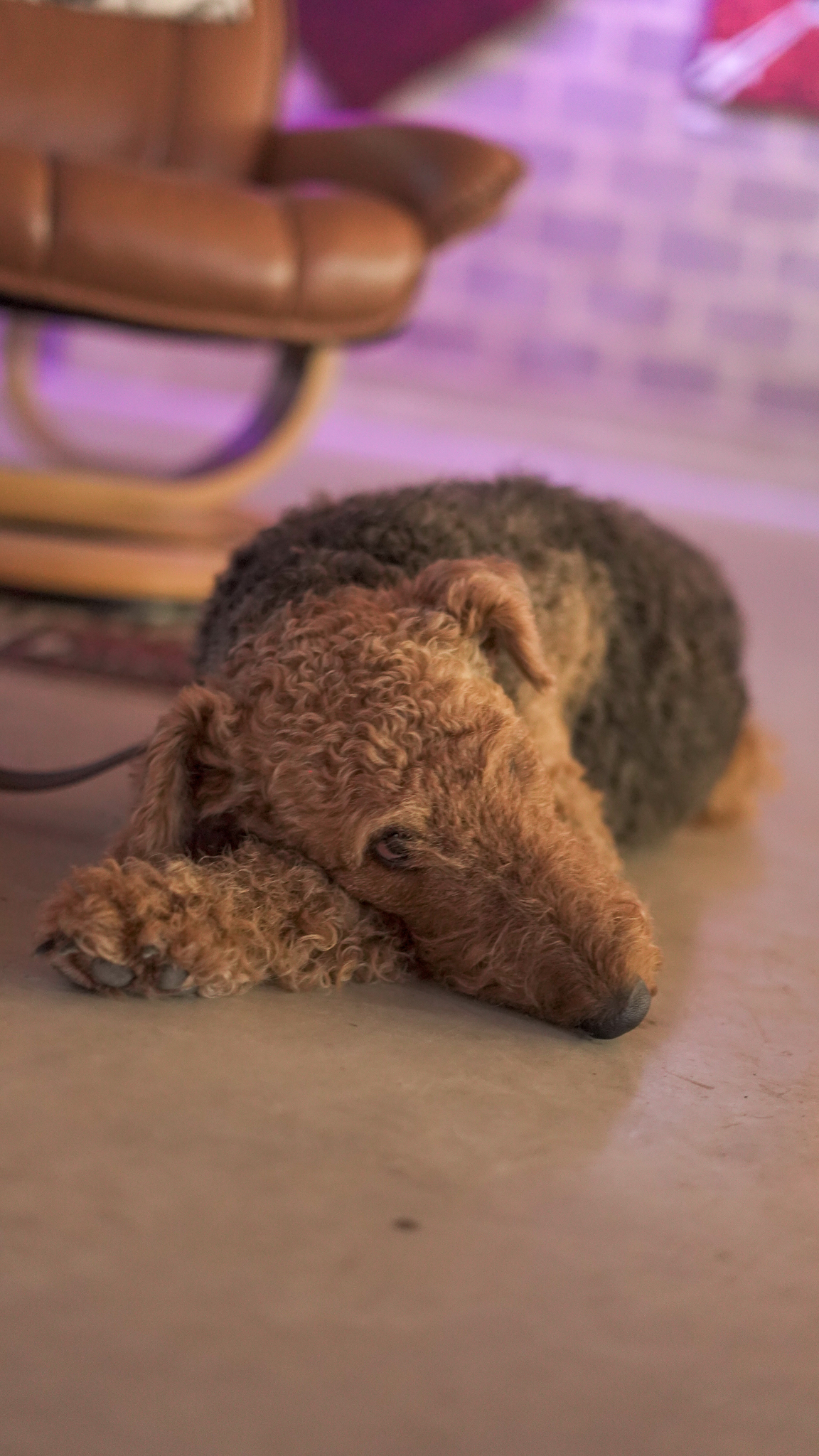 Ginny war die ganze Zeit ein braver Atelier Hund