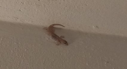 Abends saß unser Gecko wieder an der Balkonwand