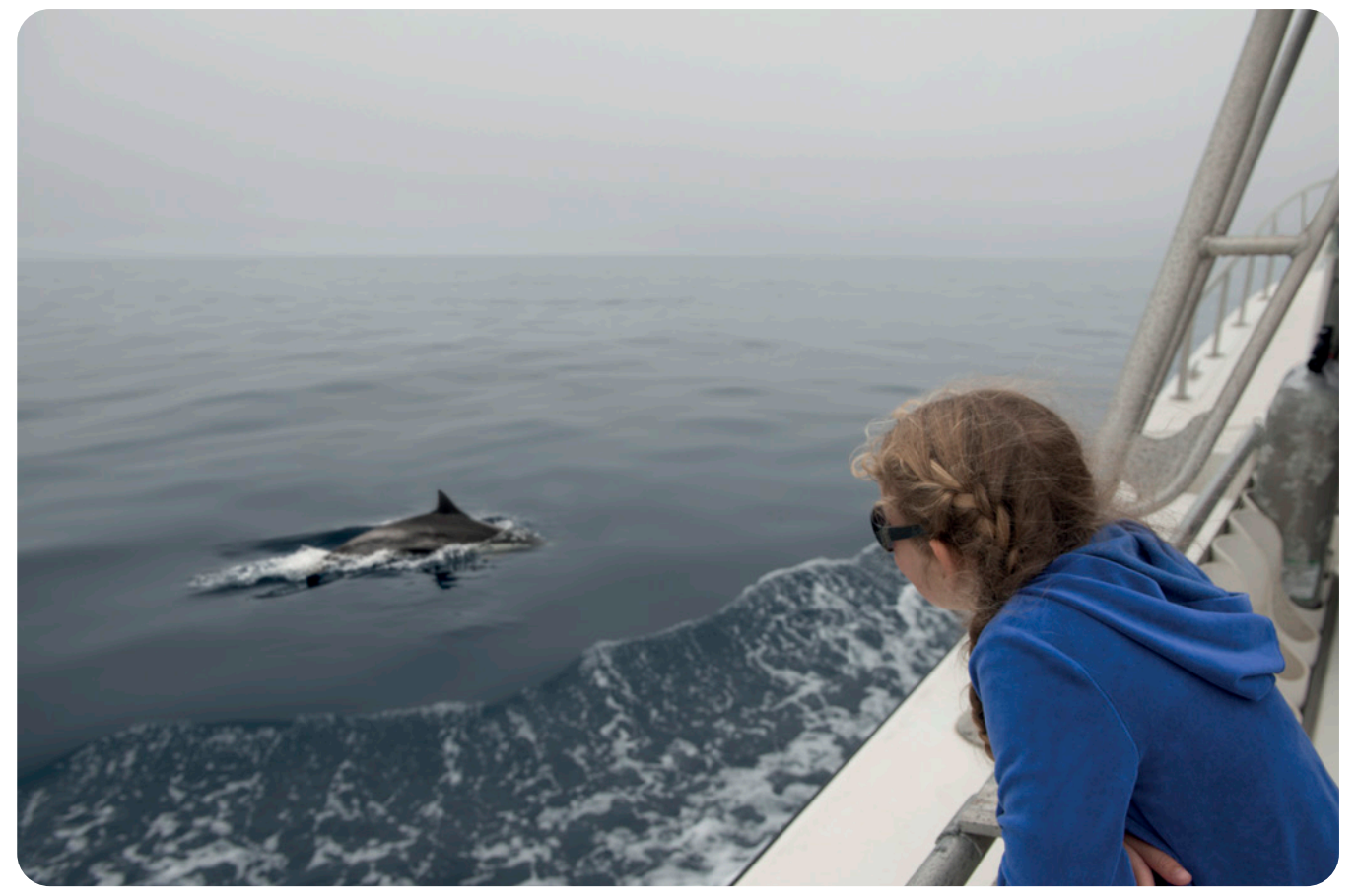 See a dolphin