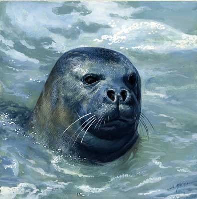 FOCA MONACA, di A.Molino. Tempera su cartone. Da BELL'ITALIA, 1986