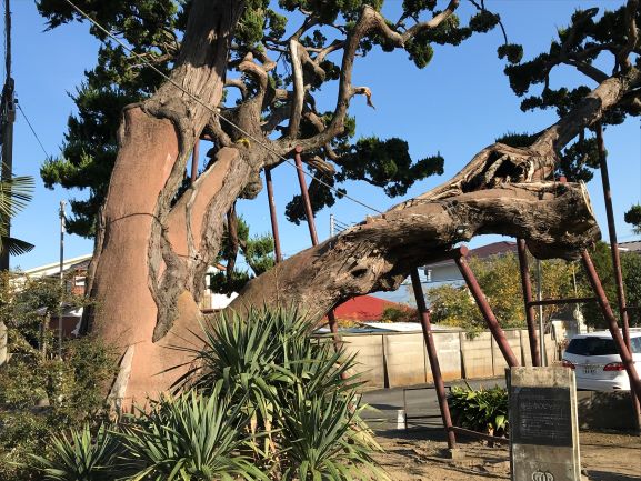 妙法寺のビャクシン