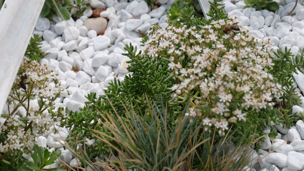 Bepflanzen mit hellem Laub für zusätzliche Reflektion des Sonnenlichts