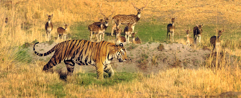 Bandhavgarh National Park