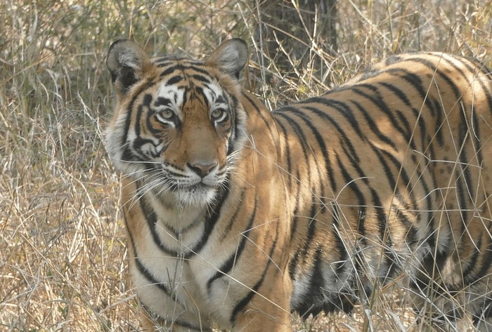 Photo © pgkaestner / iNaturalist.org. Sawai Madhopur, Rajasthan, India. CC BY-NC 4.0 