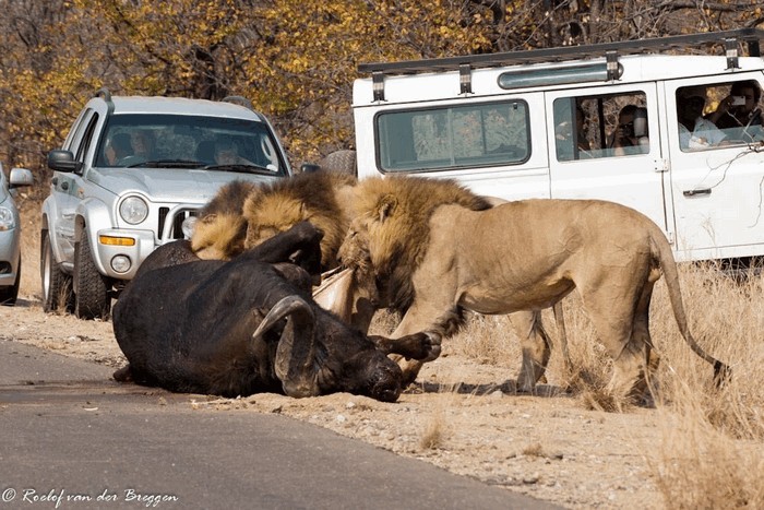 Photo © Roelof van der Breggen / iNaturalist.org. KNP, Mopani, Limpopo, South Africa. CC BY-NC 4.0 