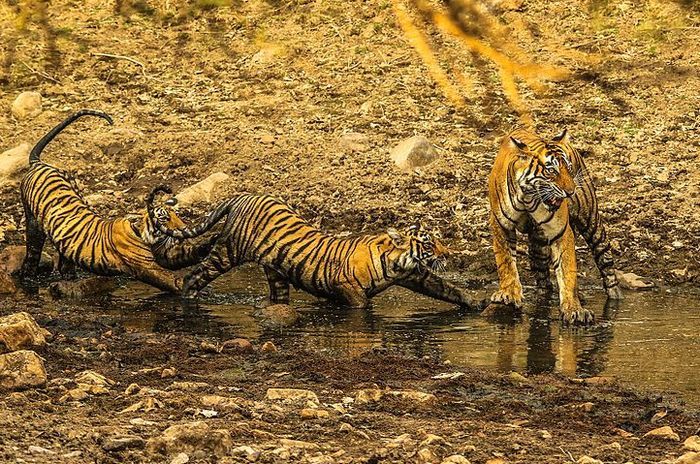 Photo © Zahirabbaswikiindia / Wikimedia Commons. Ranthambore Tiger Reserves, Rajasthan, India. CC BY-SA 4.0 