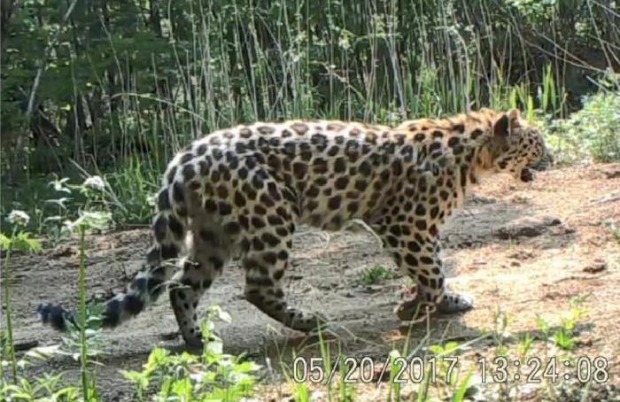 Photo © WCS China. "Monitoring Amur Leopards and Tigers in Northeast China". Final report to the Wildcats Conservation Alliance (WCCA). April 2018. 