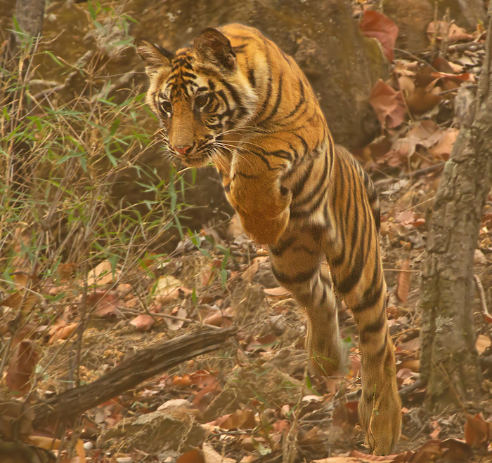 Photo © amitsinha1606 / iNaturalist.org. Madhya Pradesh, India. CC BY-NC 4.0 