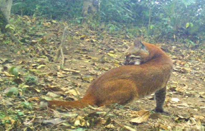 © Ghose et al., 2019 / JoTT. © Camera trap Buxa Tiger Reserve, placed by Mayukh Ghose. CC BY 4.0 