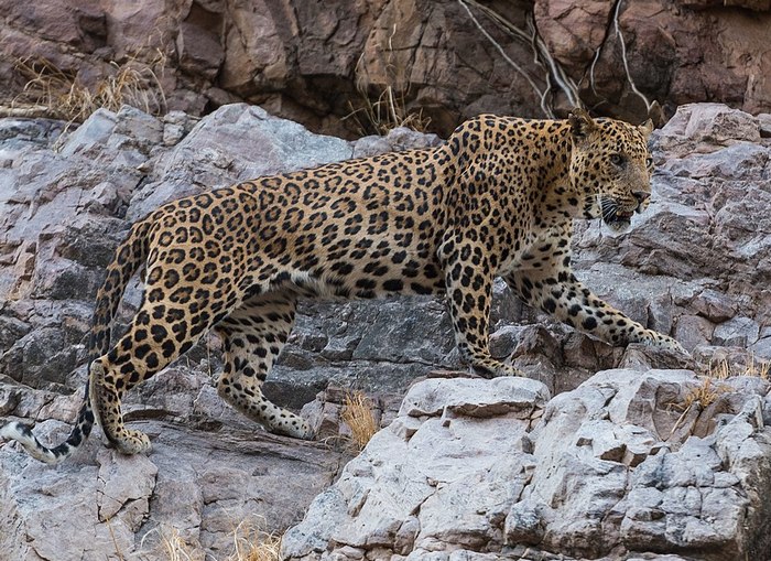 Photo © Aeginaunknown / Wikimedia Commons. Ranthambore Tiger Reserve, Rajasthan, India. CC BY-SA 4.0