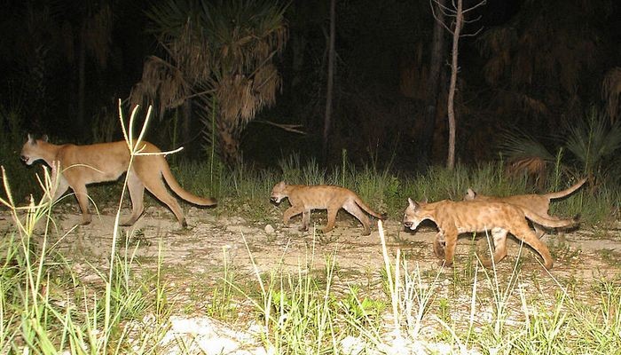 Photo by U.S. Fish and Wildlife Service Headquarters. Florida, Unated States. CC BY 2.0