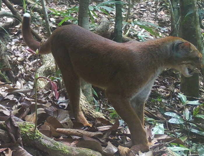 © eMammal. Lanjak Entimau Wildlife Sanctuary, Sarawak, Malaysia. CC BY-NC-SA 4.0 