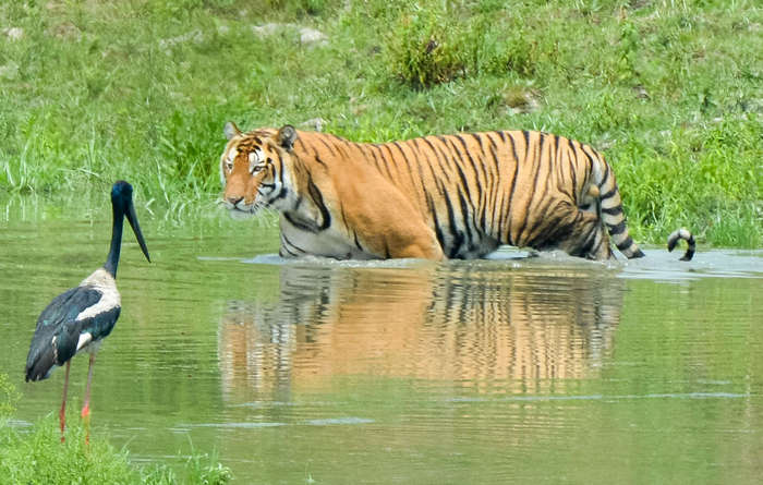 Photo © pfaucher / iNaturalist.org. Golaghat, Assam, India. CC BY-NC 4.0 