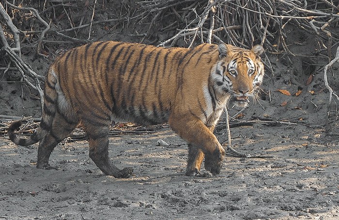 Photo © Soumyajit Nandy / Wikimedia Commons. Sundarban Tiger Reserve, West Bengal, India. CC BY-SA 4.0 