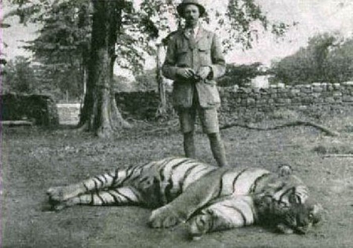 Tiger called Bachelor of Powalgarh shot by Jim Corbett, 1930. Public domain 
