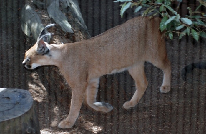 Photo © Tom Hardin / Flickr. Zoo San Diego, California, United States. CC BY-NC-SA 2.0 