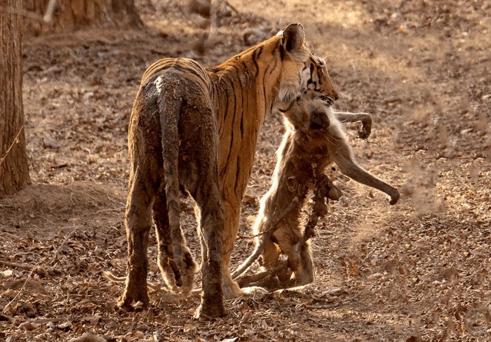Photo © Uday Agashe / iNaturalist.org. Nagpur, Maharashtra, India. CC BY-NC 4.0 
