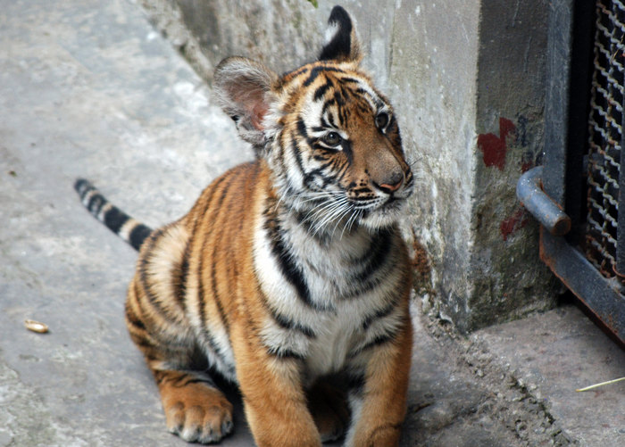 Photo © Harvey Barrison / Flickr Chongqing Zoo, China. CC BY-NC-SA 2.0 