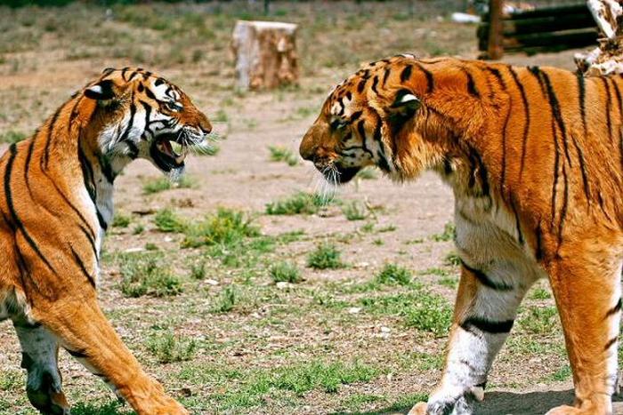 Tiger №327 with Madonna © China's Tiger at English Wikipedia. Laohu Valley, South Africa. CC BY-SA 2.5 
