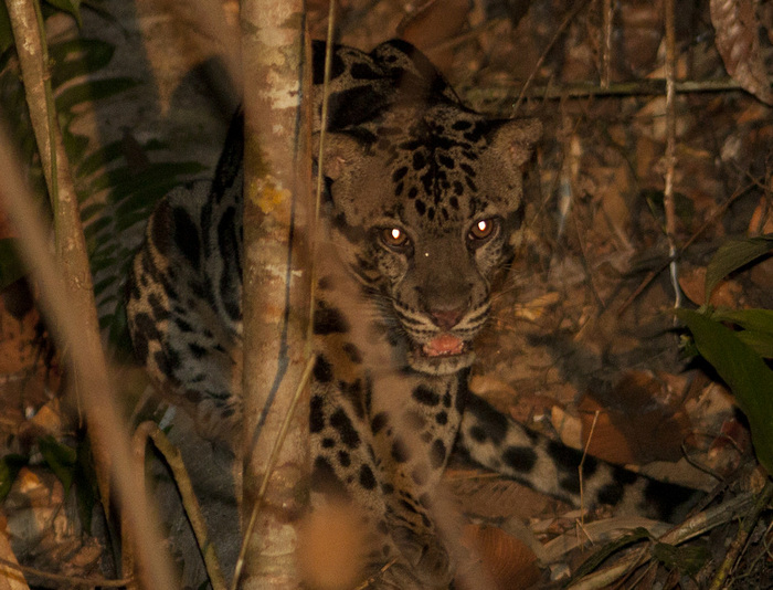 Photo © Evgeny Shcherbakov / Flickr. Deramakot Forest Reserve, Sandakan, Borneo, Malaysia. CC BY-NC-SA 2.0 
