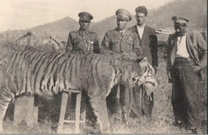 Caspian tiger killed in Northern Iran, early 1940s / Wikimedia Commons. Public domain in Iran. 