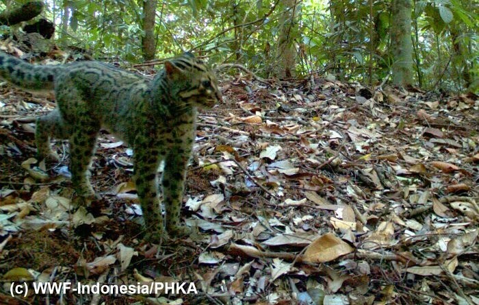 Photo © WWF-Indonesia - PHKA at Facebook. Bukit Sosa, Indonesia