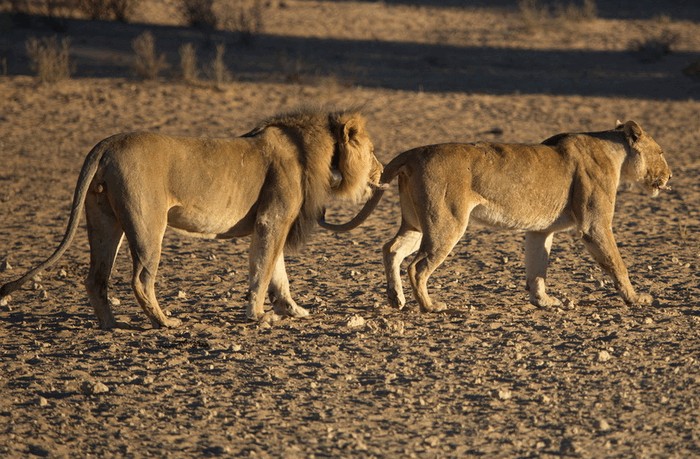 Photo © pma / iNaturalist.org. Gemsbok, Kgalagadi, Botswana. CC BY-NC 4.0 