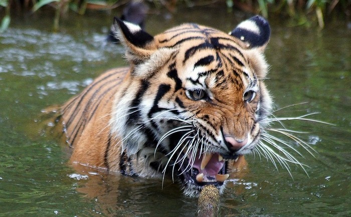 Photo © bob|P-&-S / Flickr. Harimau Sumatera, Zoo Negara, Malaysia. CC BY-NC-SA 2.0 