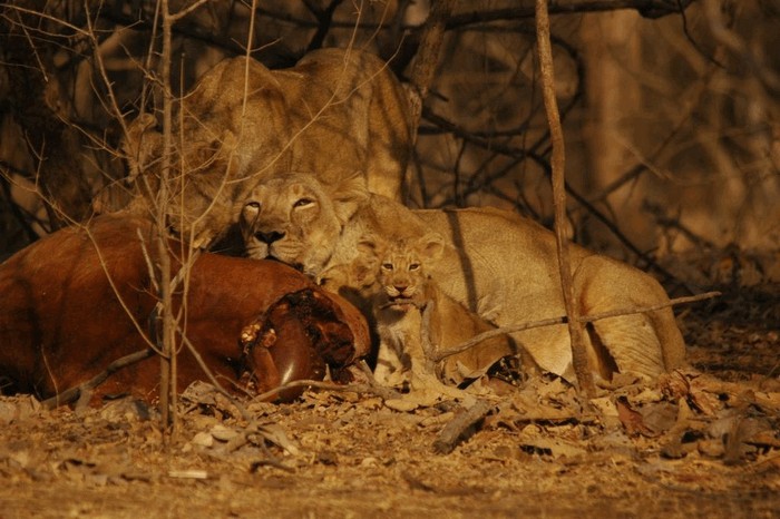Photo © Yuwaraj Gurjar / iNaturalist.org. Gir Somnath, Gujarat, India. CC BY-NC 4.0 