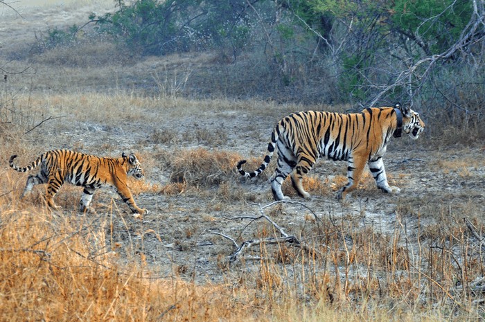 Photo © charlie_myles / iNaturalist.org. Panna, Madhya Pradesh, India. CC BY-NC 4.0 