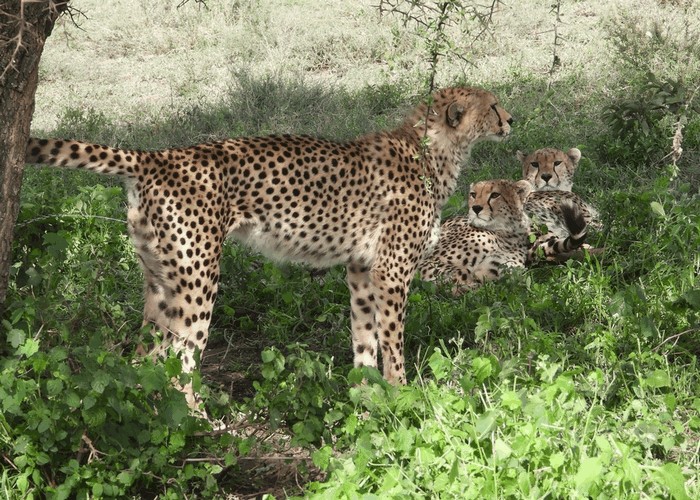 Photo © Donna Schakelaar / iNaturalist.org. Ngorongoro, Arusha, Tanzania. CC BY-NC 4.0 DEED 