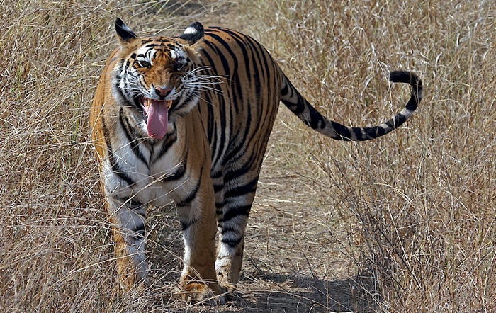 Photo © Nishith Ajitsaria / Flickr. Tigress exhibiting Flehmen response. CC BY-NC-ND 2.0 