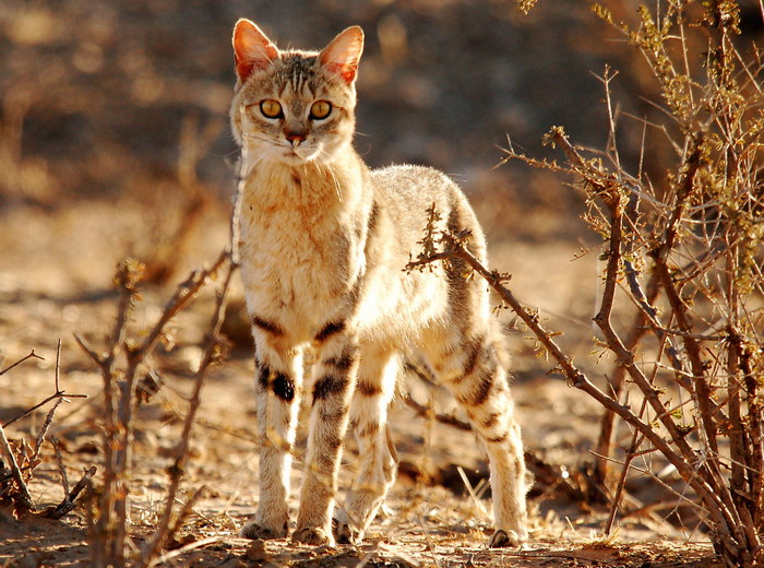 Photo © Claudia Komesu on iNaturalist.org. Kgalagadi Transfrontier Park, Kgalagadi South, Kgalagadi, Botswana. CC BY-NC 4.0 