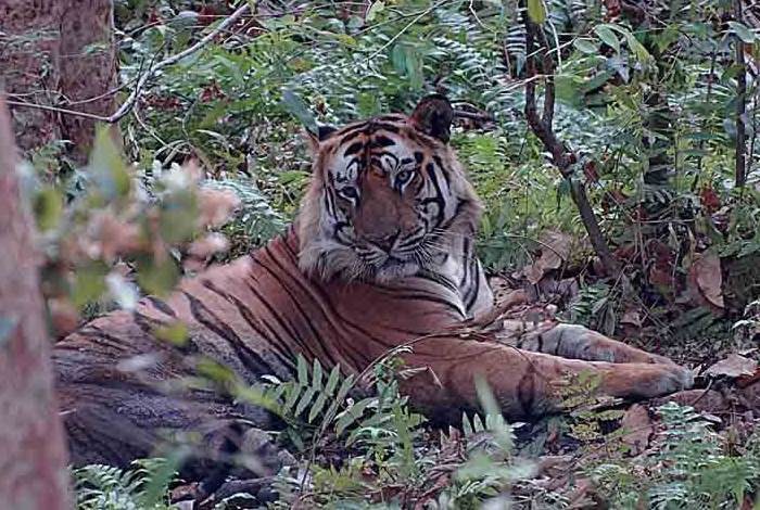 Photo © Koshy Koshy / Flickr. Panthera tigris tigris. Bandhavgarh, District Umaria, Madhya Pradesh, India. CC BY 2.0 