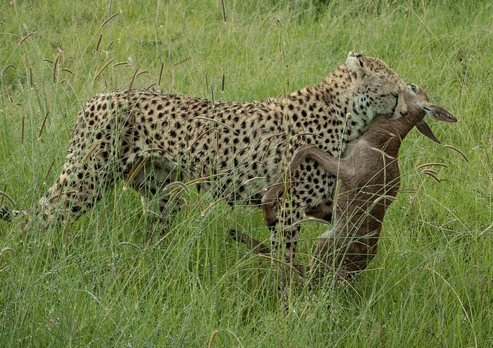 Photo © Weldon Kennedy / Flickr. Masai Mara, Kenya. CC BY 2.0 DEED 