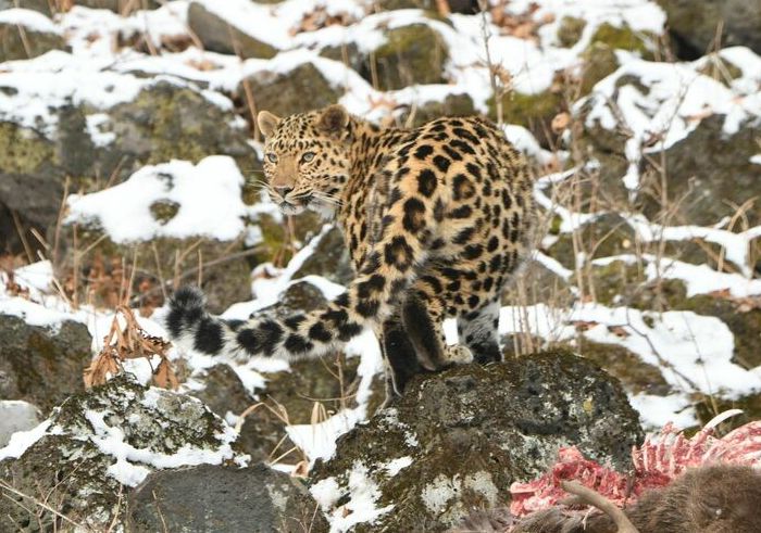 Photo © Royle Safaris (Photographer Matt Roper) / iNaturalist.org. Khasanskiy rayon, Primor'ye, Russia. CC BY-NC 4.0 