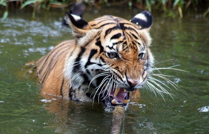 Photo © bob|P-&-S / Flickr. Panthera tigris sumatrae. Harimau Sumatera (in Malay), Zoo Negara, Malaysia. CC BY-NC-SA 2.0 