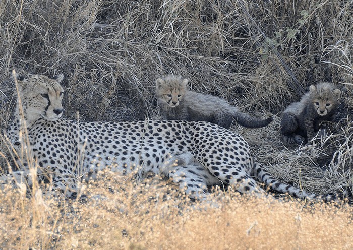 Photo © David Bygott / iNaturalist.org. Serengeti NP, Bariadi, Simiyu, Tanzania. CC BY-NC 4.0 DEED 