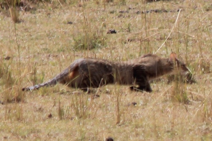 Photo © csavy on iNaturalist.org. Masai Mara National Reserve, Narok, Rift Valley, Kenya. CC BY-NC-ND 4.0 