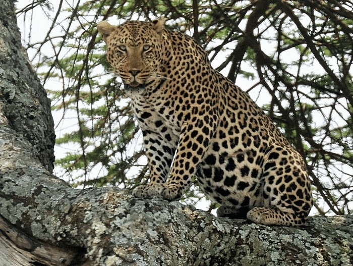 Photo © glorysummay / iNaturalist.org. Mara, Serengeti NP, Tanzania. CC BY-NC 4.0 